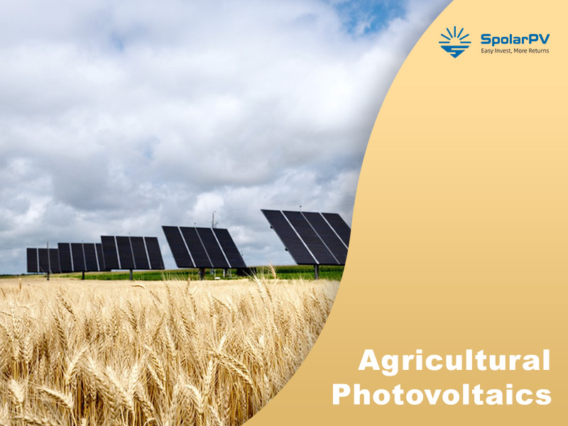 Une étude néerlandaise favorise l'agrivoltaïque verticale ; Tendance des panneaux solaires avancés de SpolarPV